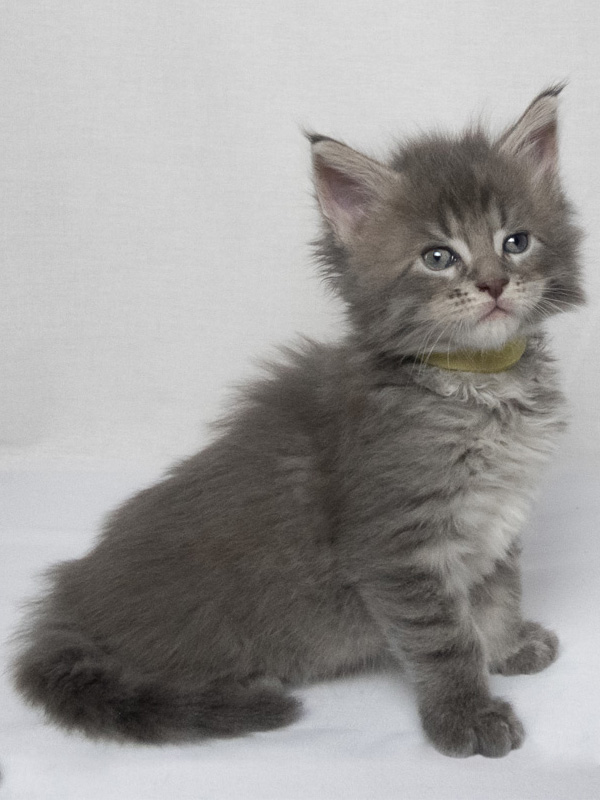 chaton maine coon tao