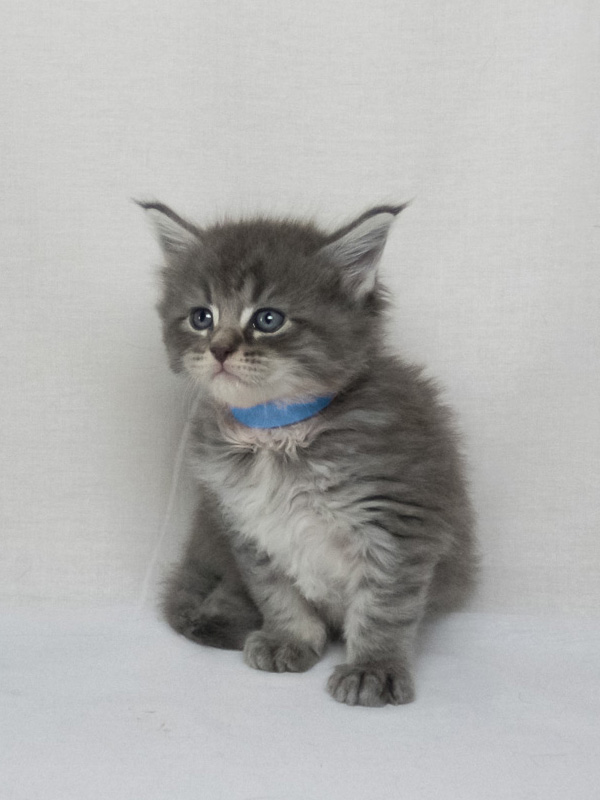 chaton maine coon femelle trixie