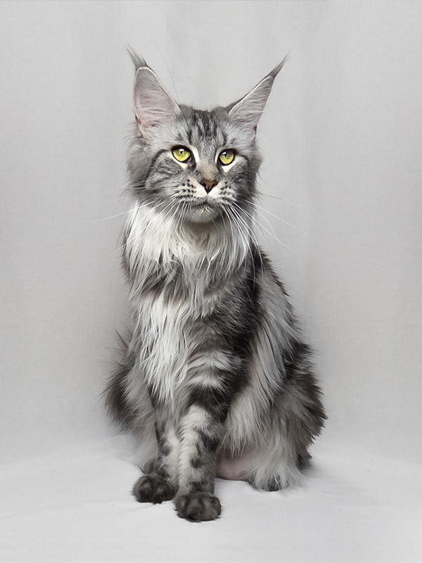 femelle reprodutrice maine coon piper- ma chatterie mazerienne