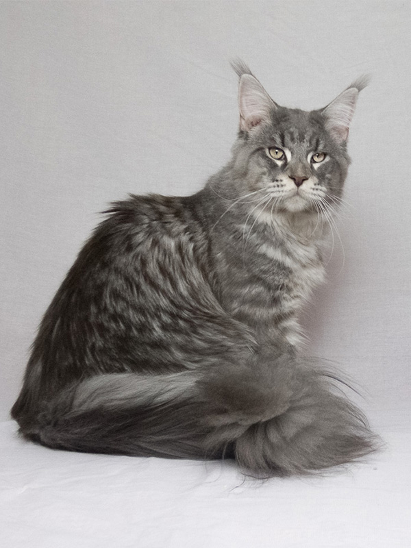 male reproducteur maine coon Sawyer- ma chatterie mazerienne
