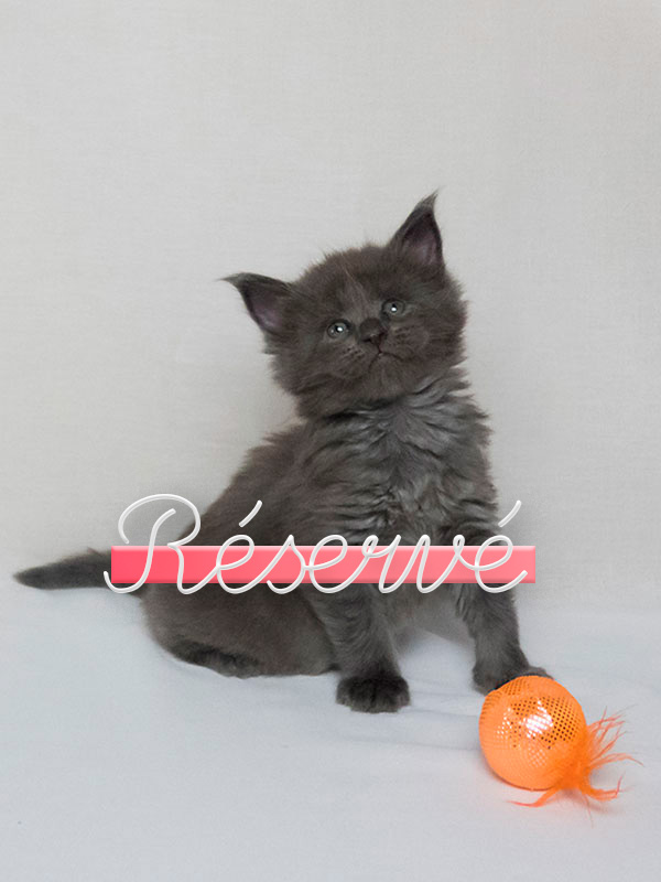 femelle chaton mainecoon gris théa