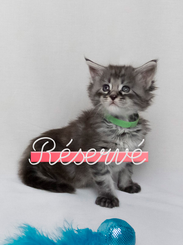 chaton male maine coon tino césar réservé